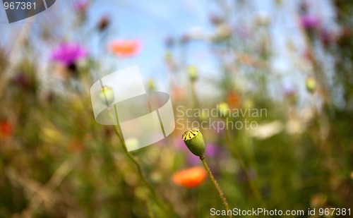 Image of Wild Poppies