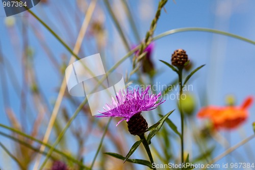 Image of Summer meadow