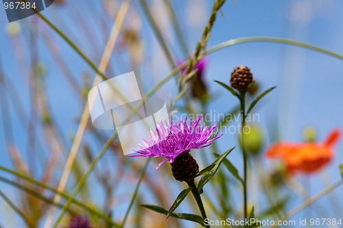 Image of Summer meadow