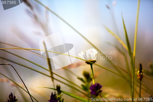 Image of Summer meadow