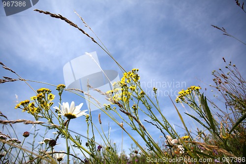 Image of Summer meadow