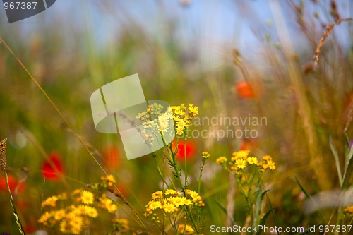 Image of Summer meadow