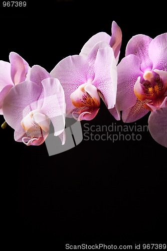 Image of Pink Orchid