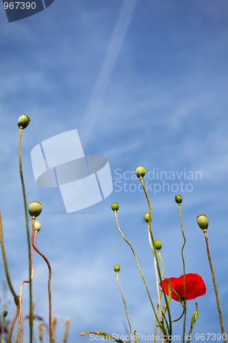 Image of Wild Poppies