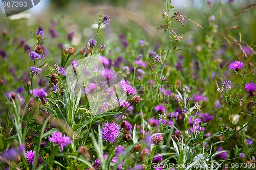 Image of Summer meadow