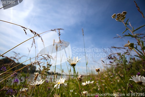 Image of Summer meadow