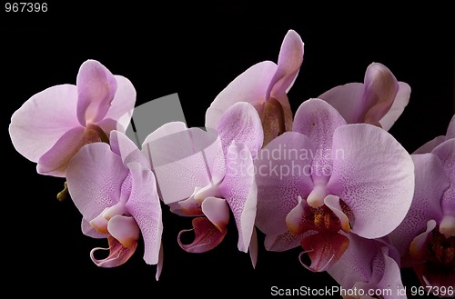 Image of Pink Orchid