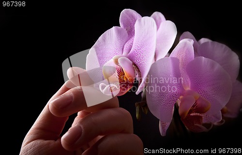 Image of Pink Orchid