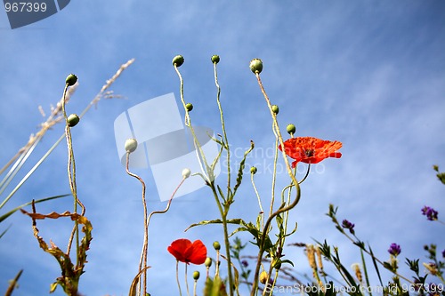 Image of Wild Poppies