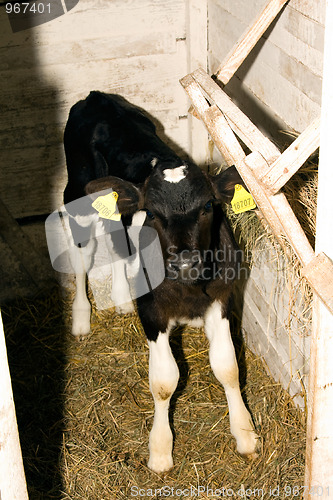 Image of Calf