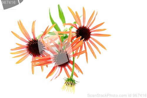 Image of echinacea flowers