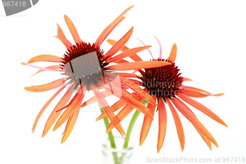 Image of echinacea flowers