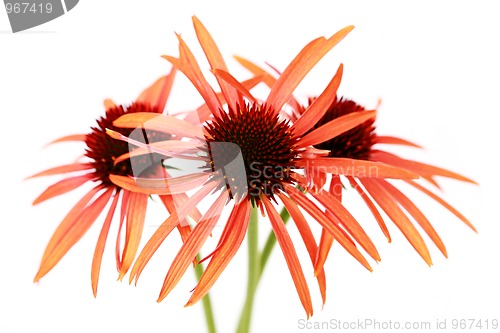 Image of echinacea flowers