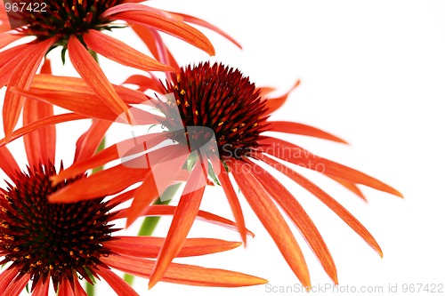 Image of echinacea flowers