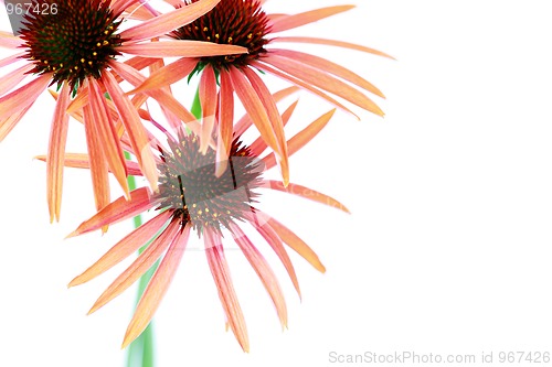 Image of echinacea flowers