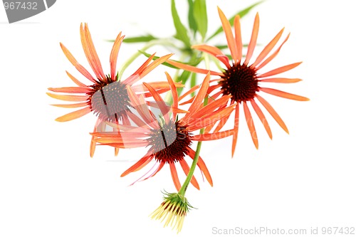 Image of echinacea flowers
