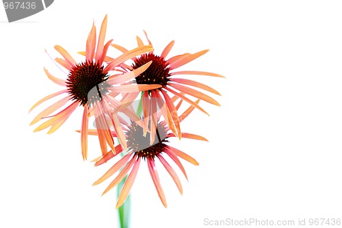 Image of echinacea flowers