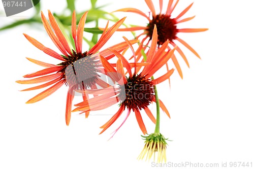 Image of echinacea flowers