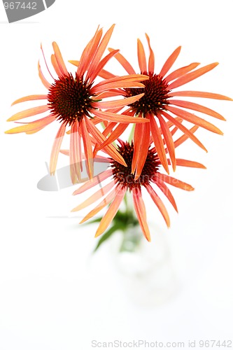 Image of echinacea flowers