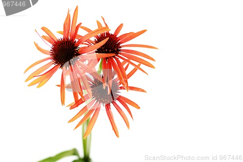 Image of echinacea flowers