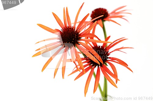 Image of echinacea flowers