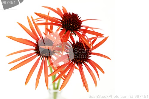 Image of echinacea flowers