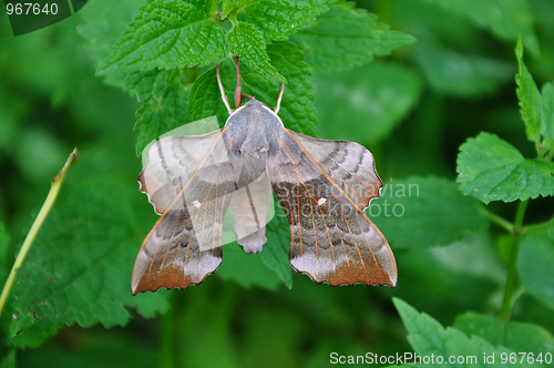 Image of Poplar Hawk-moth