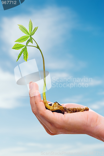 Image of Chestnut sprout in hand