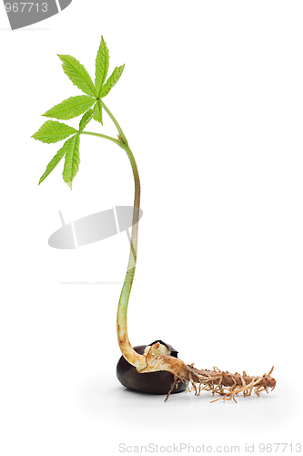 Image of Chestnut sprout