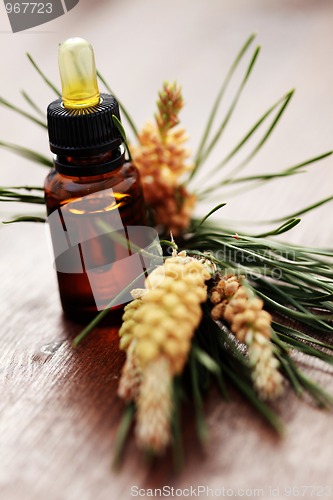 Image of fir tree essential oil