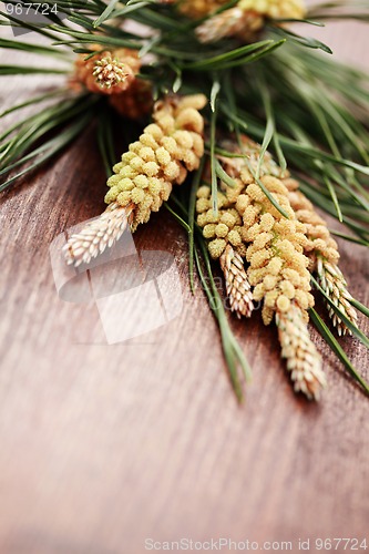 Image of fir tree