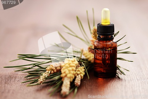 Image of fir tree essential oil