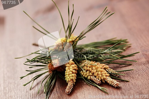 Image of fir tree 