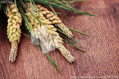 Image of fir tree