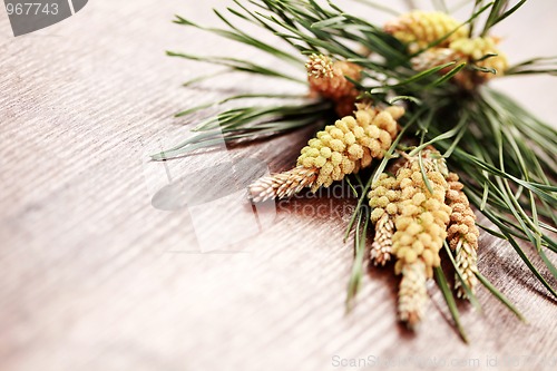 Image of fir tree