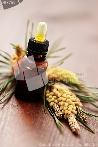 Image of fir tree essential oil