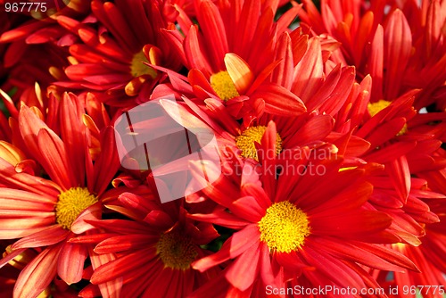 Image of Red Chrysanthemum Flowers