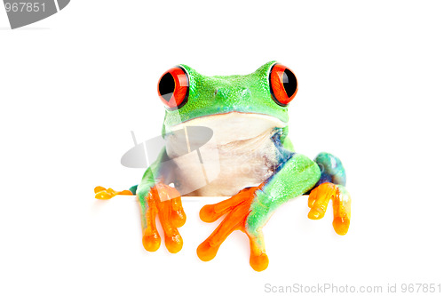 Image of frog isolated on white for banner etc