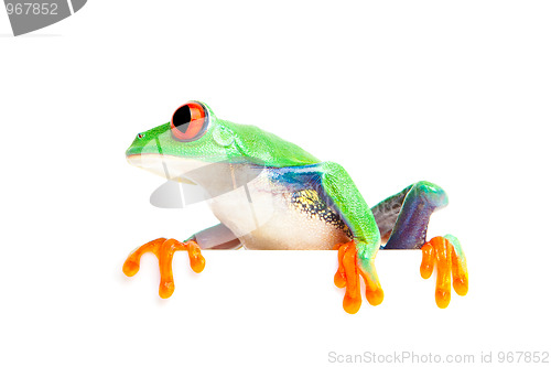 Image of frog on edge isolated white