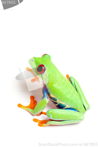Image of green frog isolated on white