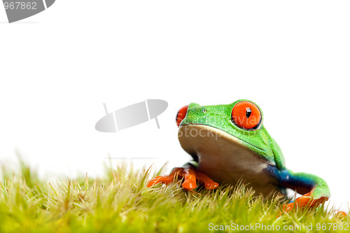 Image of green frog on moss isolated