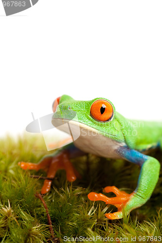 Image of frog on moss isolated white