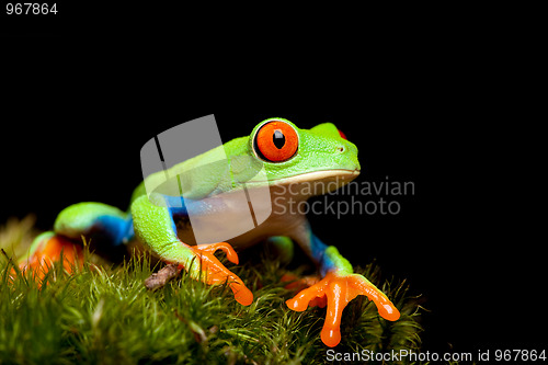 Image of frog closeup on black