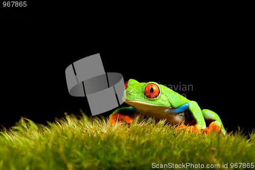 Image of frog on moss isolated black