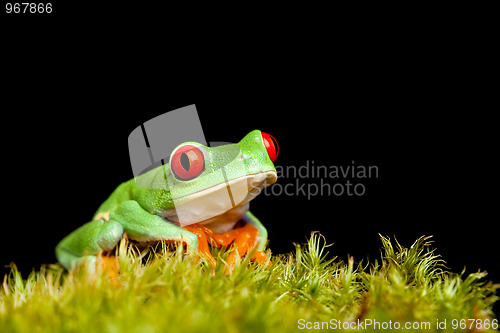 Image of frog on moss isolated black