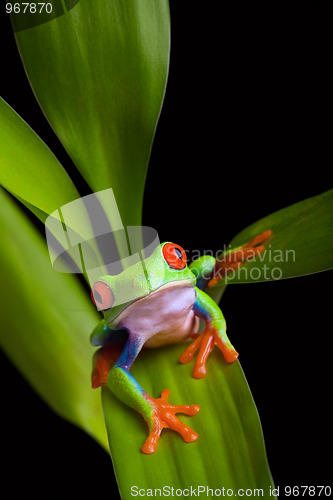 Image of frog on a plant isolated black