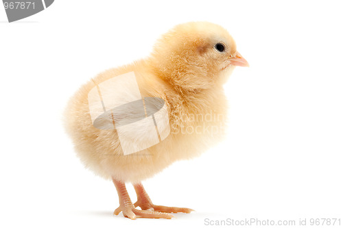 Image of baby chick isolated on white