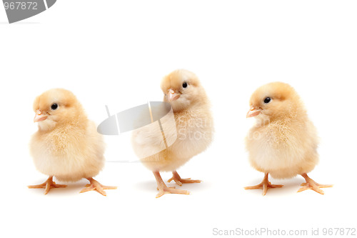 Image of Baby chicks isolated on white