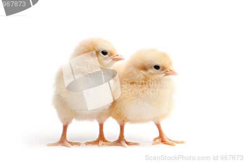 Image of two young chicks isolated on white