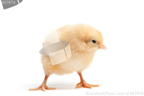 Image of funky chicken isolated on white